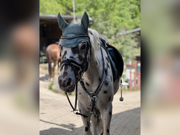 Appaloosa Caballo castrado 7 años 150 cm Atigrado/Moteado in Steinen