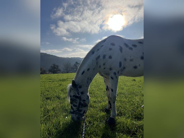 Appaloosa Caballo castrado 7 años 150 cm Atigrado/Moteado in Steinen