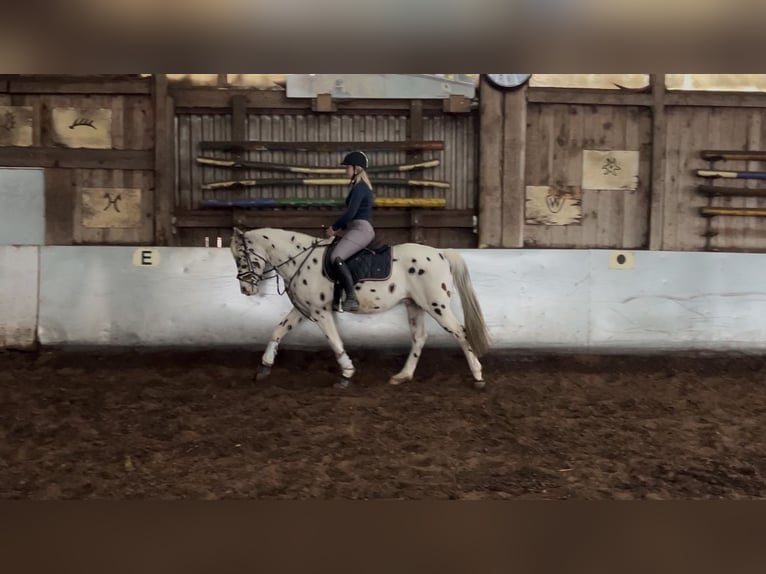 Appaloosa Caballo castrado 7 años 150 cm Atigrado/Moteado in Steinen