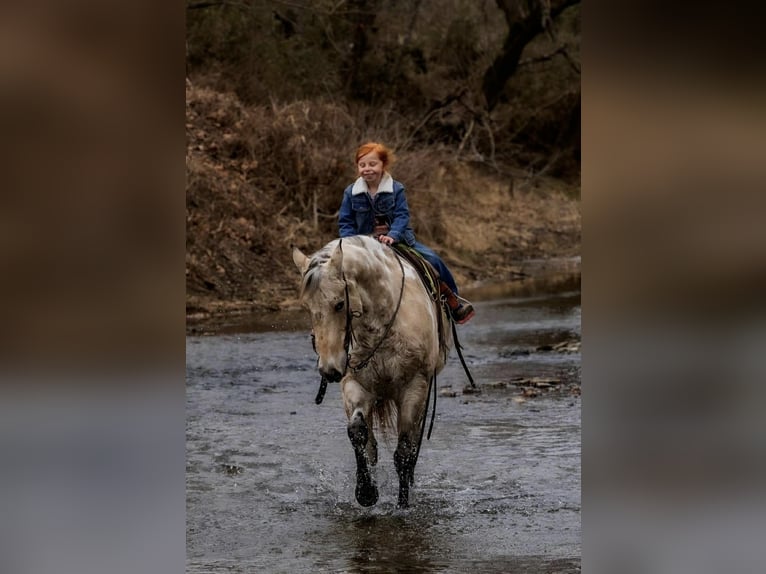 Appaloosa Caballo castrado 7 años 150 cm Buckskin/Bayo in Auburn