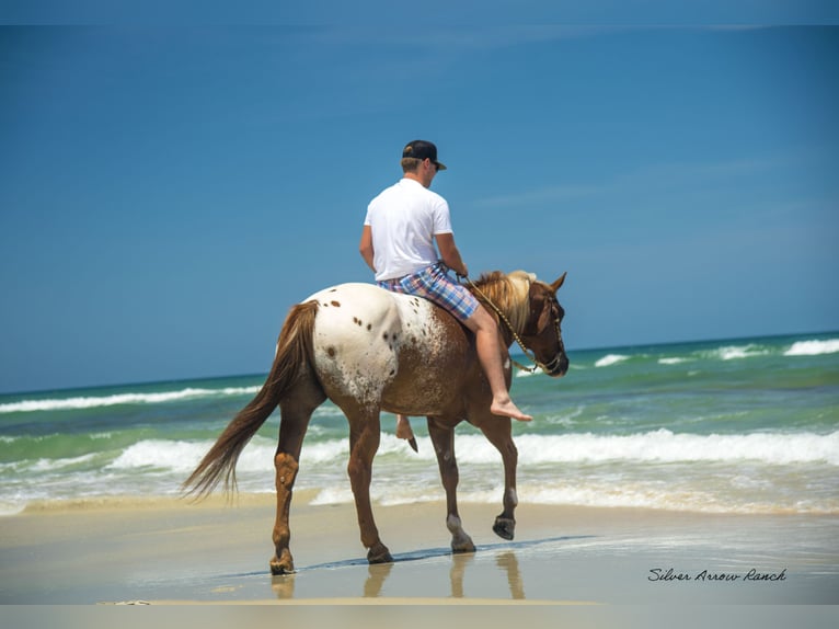 Appaloosa Caballo castrado 7 años 150 cm in Ocala, FL