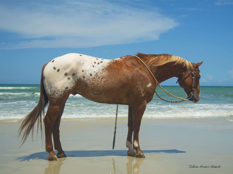 Appaloosa Caballo castrado 7 años 150 cm in Ocala, FL