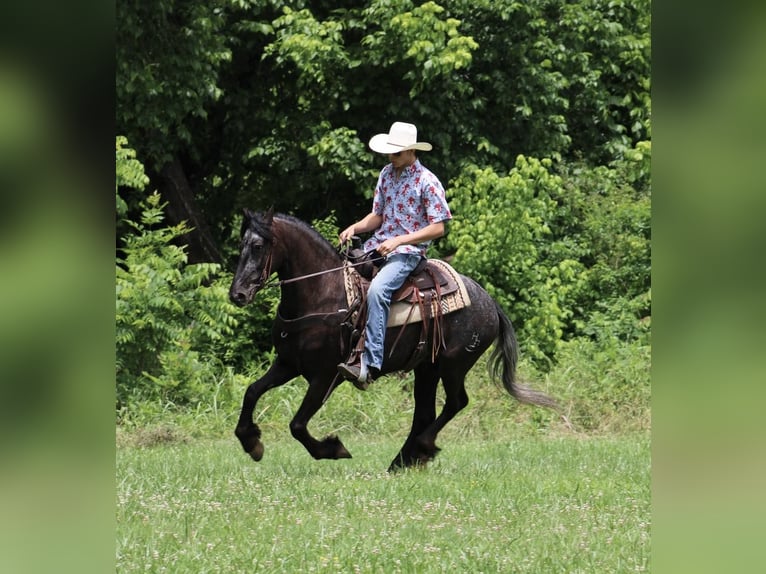Appaloosa Caballo castrado 7 años 150 cm Negro in Tompkinsville Ky
