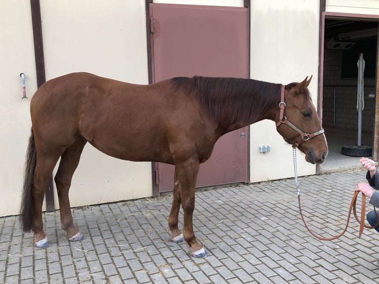 Appaloosa Caballo castrado 7 años 151 cm Alazán-tostado in Schwaikheim