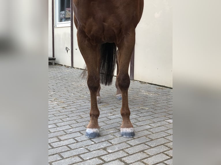 Appaloosa Caballo castrado 7 años 151 cm Alazán-tostado in Schwaikheim