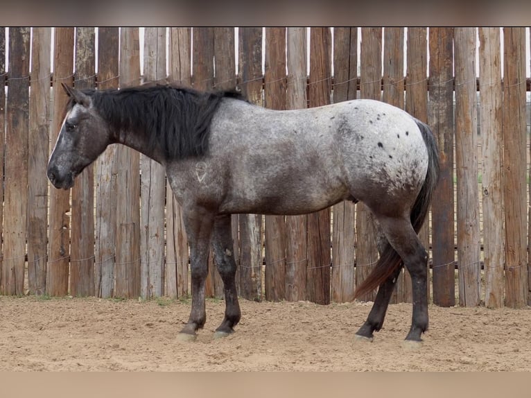 Appaloosa Caballo castrado 7 años 152 cm Negro in Brickenridge TX