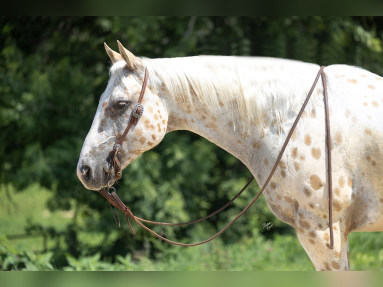 Appaloosa Caballo castrado 7 años 152 cm Palomino in Cannon Falls