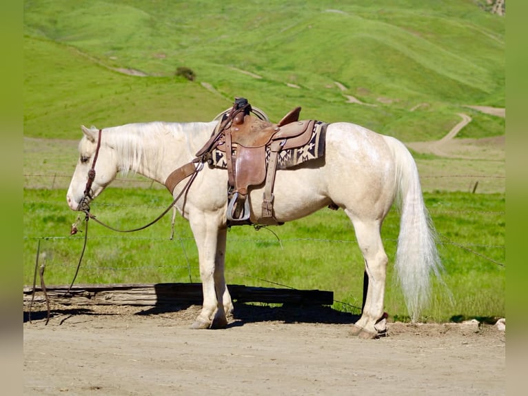 Appaloosa Caballo castrado 7 años 152 cm Palomino in Tres Pinos