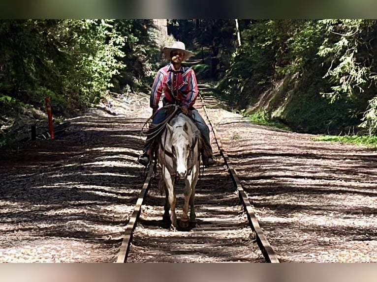 Appaloosa Caballo castrado 7 años 152 cm Palomino in Tres Pinos