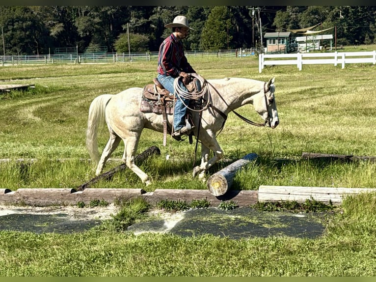 Appaloosa Caballo castrado 7 años 152 cm Palomino in Tres Pinos