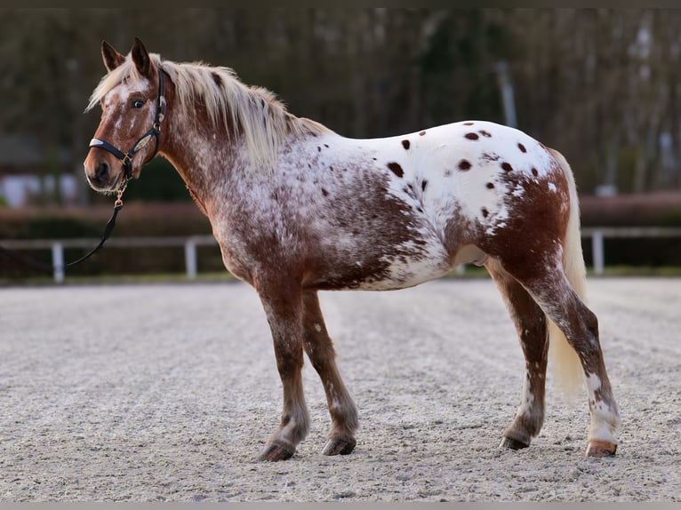 Appaloosa Caballo castrado 7 años 153 cm Red Dun/Cervuno in Neustadt (Wied)