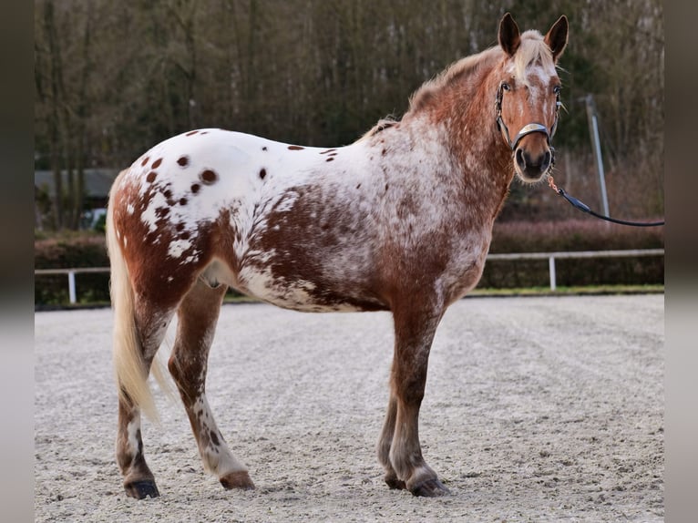 Appaloosa Caballo castrado 7 años 153 cm Red Dun/Cervuno in Neustadt (Wied)