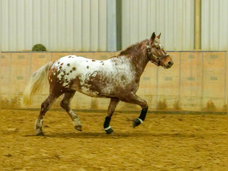 Appaloosa Caballo castrado 7 años 153 cm Red Dun/Cervuno in Neustadt (Wied)