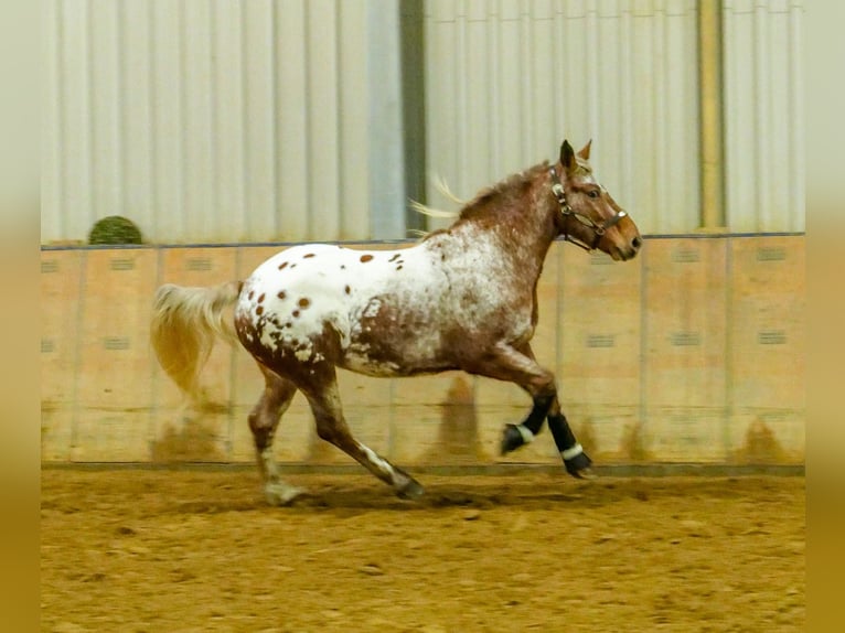 Appaloosa Caballo castrado 7 años 153 cm Red Dun/Cervuno in Neustadt (Wied)