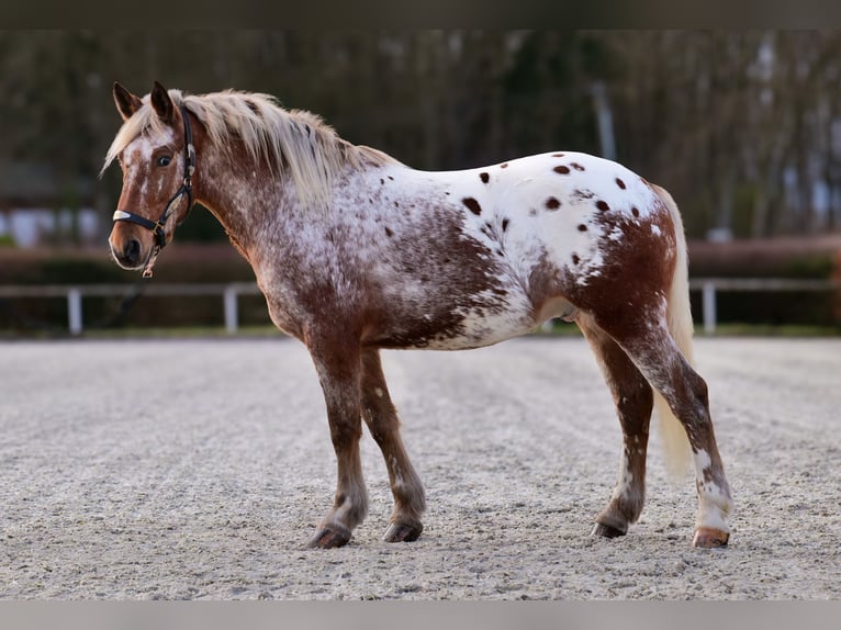 Appaloosa Caballo castrado 7 años 153 cm Red Dun/Cervuno in Neustadt (Wied)