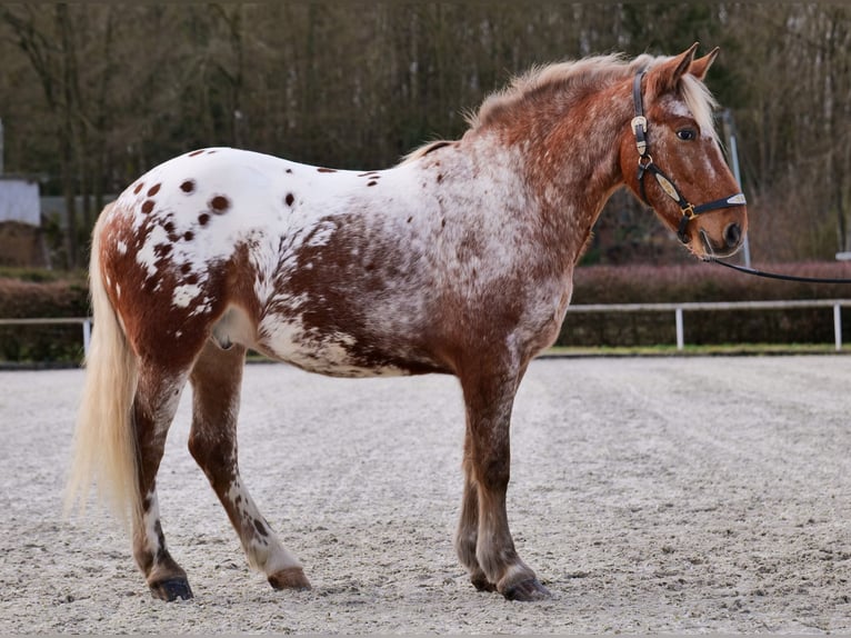 Appaloosa Caballo castrado 7 años 153 cm Red Dun/Cervuno in Neustadt (Wied)