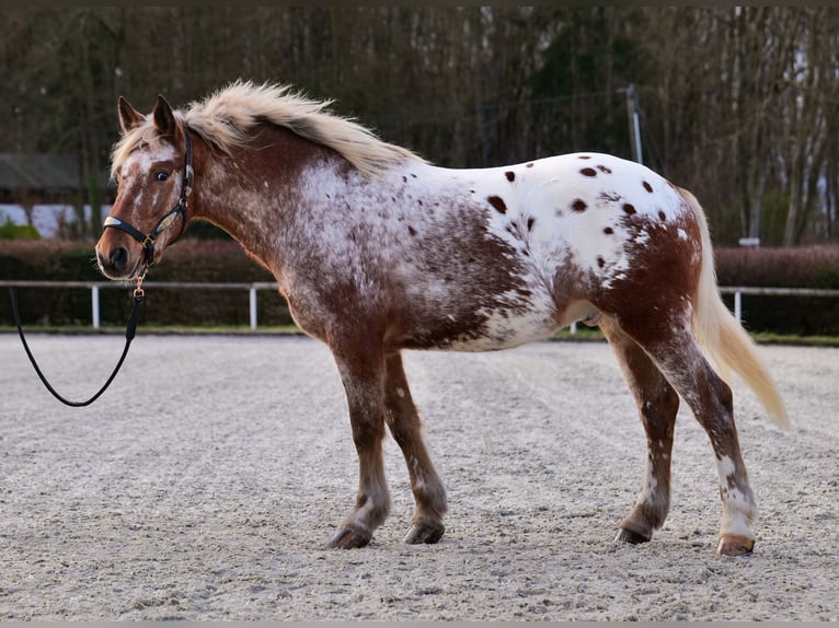 Appaloosa Caballo castrado 7 años 153 cm Red Dun/Cervuno in Neustadt (Wied)