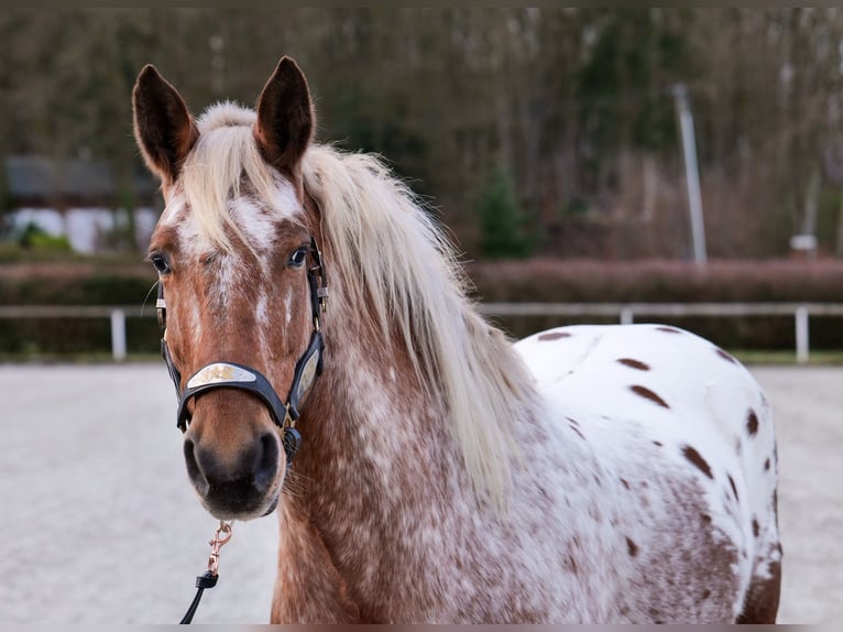 Appaloosa Caballo castrado 7 años 153 cm Red Dun/Cervuno in Neustadt (Wied)