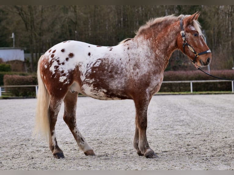 Appaloosa Caballo castrado 7 años 153 cm Red Dun/Cervuno in Neustadt (Wied)