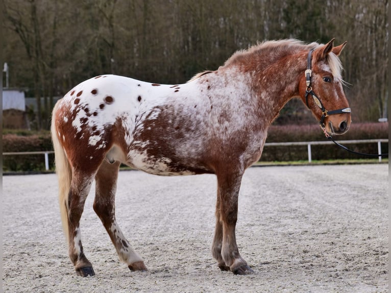 Appaloosa Caballo castrado 7 años 153 cm Red Dun/Cervuno in Neustadt (Wied)