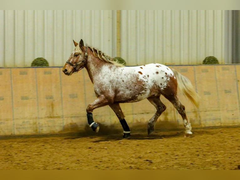 Appaloosa Caballo castrado 7 años 153 cm Red Dun/Cervuno in Neustadt (Wied)