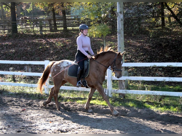 Appaloosa Mestizo Caballo castrado 7 años 154 cm Atigrado/Moteado in Großalmerode