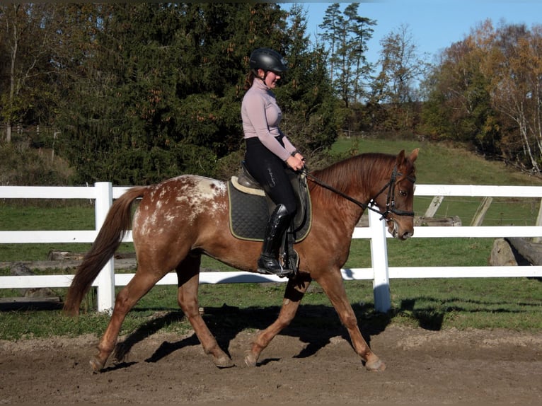 Appaloosa Mestizo Caballo castrado 7 años 154 cm Atigrado/Moteado in Großalmerode