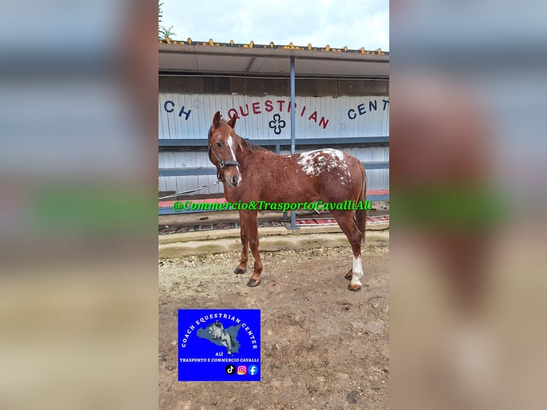 Appaloosa Caballo castrado 7 años 155 cm Alazán rojizo in Solarino