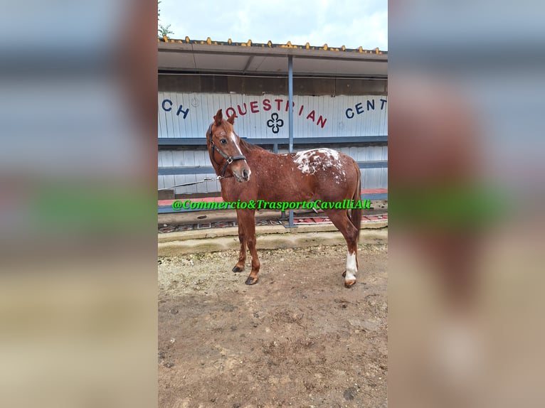 Appaloosa Caballo castrado 7 años 155 cm Alazán rojizo in Solarino