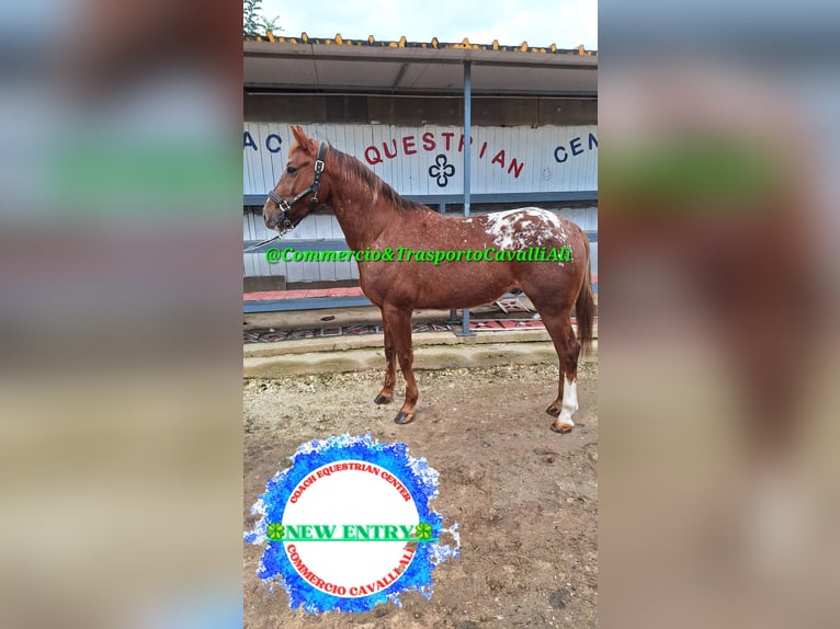 Appaloosa Caballo castrado 7 años 155 cm Alazán rojizo in Solarino