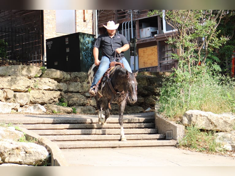 Appaloosa Caballo castrado 7 años 155 cm Negro in Morgan MIll TX