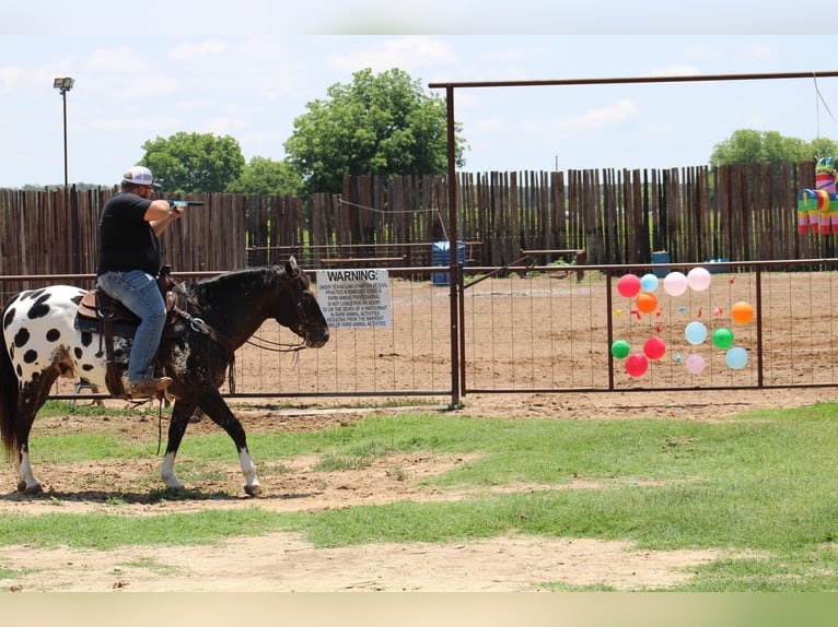 Appaloosa Caballo castrado 7 años 155 cm Negro in Morgan MIll TX