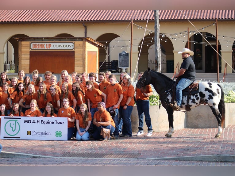 Appaloosa Caballo castrado 7 años 155 cm Negro in Morgan MIll TX