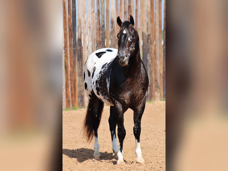 Appaloosa Caballo castrado 7 años 155 cm Negro in Morgan MIll TX