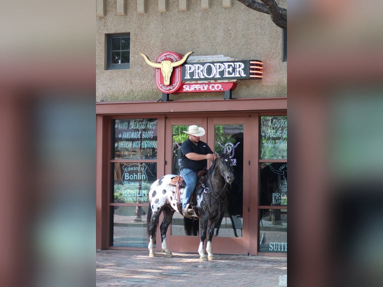 Appaloosa Caballo castrado 7 años 155 cm Negro in Morgan MIll TX