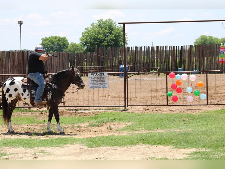 Appaloosa Caballo castrado 7 años 155 cm Negro in Morgan MIll TX