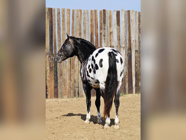 Appaloosa Caballo castrado 7 años 155 cm Negro in Morgan MIll TX