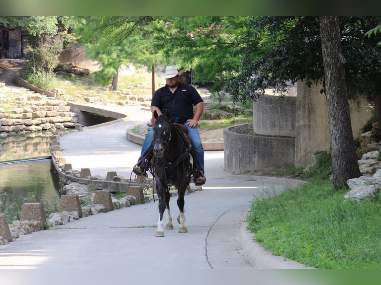 Appaloosa Caballo castrado 7 años 155 cm Negro in Morgan MIll TX