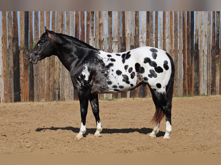 Appaloosa Caballo castrado 7 años 155 cm Negro in Morgan MIll TX