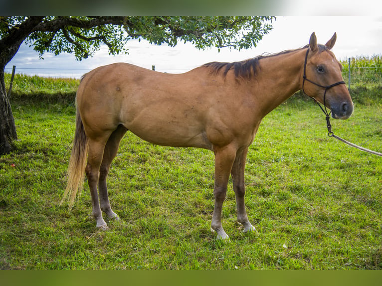 Appaloosa Caballo castrado 7 años 156 cm Red Dun/Cervuno in Sontheim an der Brenz