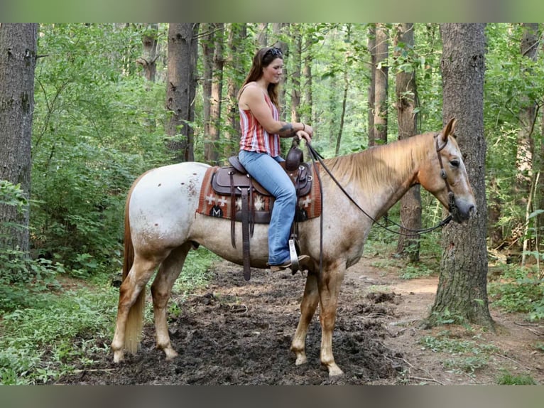 Appaloosa Caballo castrado 7 años 157 cm Alazán rojizo in Littlestown