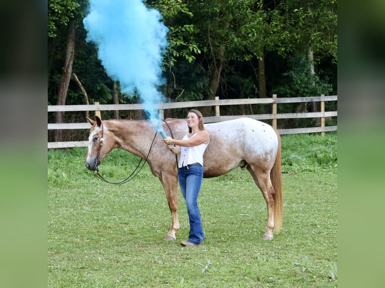 Appaloosa Caballo castrado 7 años 157 cm Alazán rojizo in Littlestown