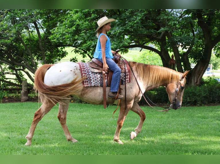 Appaloosa Caballo castrado 7 años 157 cm Alazán rojizo in Littlestown