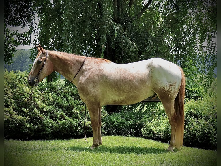 Appaloosa Caballo castrado 7 años 157 cm Alazán rojizo in Littlestown