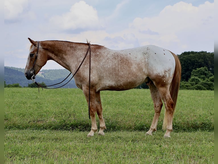 Appaloosa Caballo castrado 7 años 157 cm Alazán rojizo in Littlestown