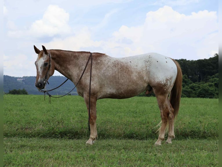 Appaloosa Caballo castrado 7 años 157 cm Alazán rojizo in Littlestown