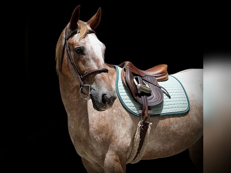 Appaloosa Caballo castrado 7 años 157 cm Alazán rojizo in Littlestown
