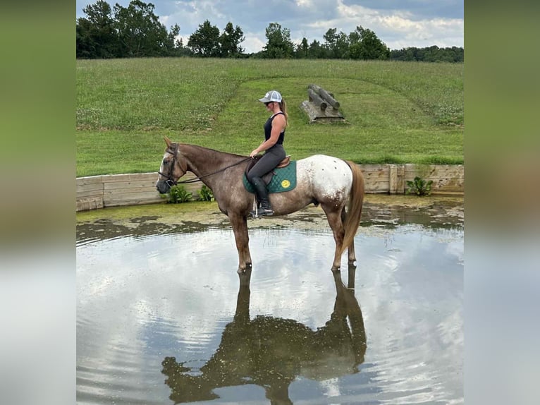 Appaloosa Caballo castrado 7 años 157 cm Alazán rojizo in Littlestown