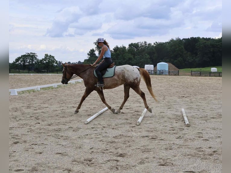 Appaloosa Caballo castrado 7 años 157 cm Alazán rojizo in Littlestown
