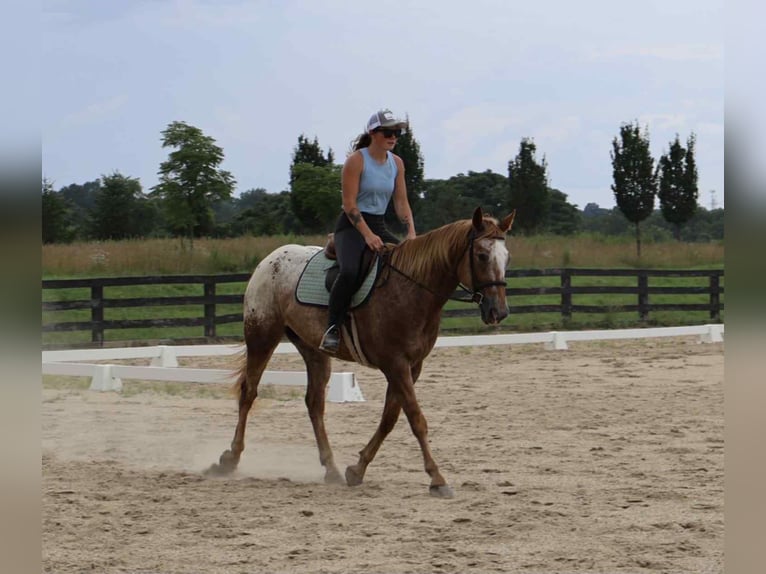 Appaloosa Caballo castrado 7 años 157 cm Alazán rojizo in Littlestown